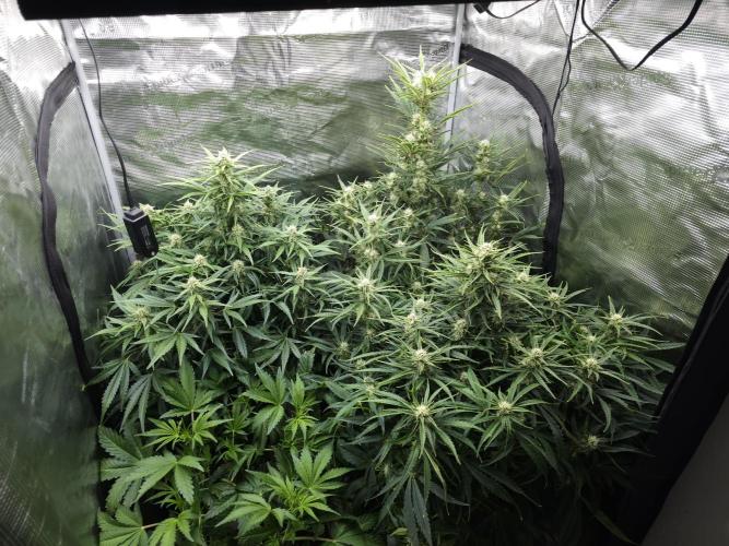 Permanent Jealousy XL auto. Week 8