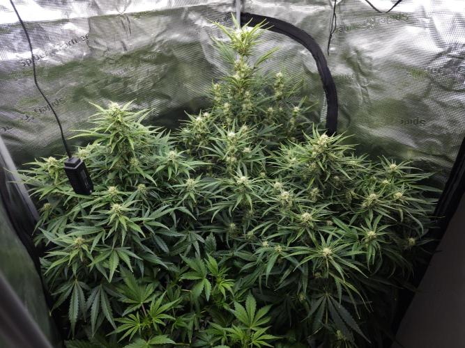 Permanent Jealousy XL auto. Week 8