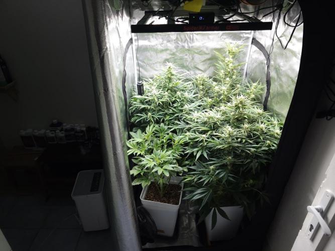 Permanent Jealousy XL auto. Week 8
