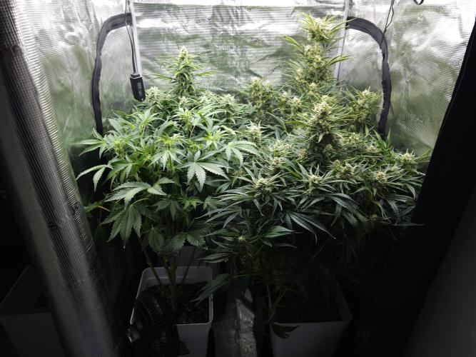 Permanent Jealousy XL auto. Week 9
