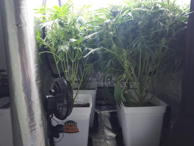 Permanent Jealousy XL auto. Week 9