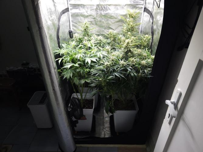 Permanent Jealousy XL auto. Week 9
