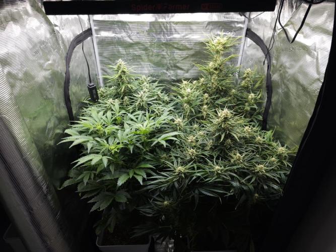 Permanent Jealousy XL auto. Week 9