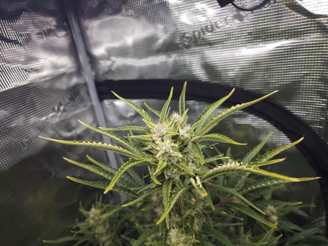 Permanent Jealousy XL auto. Week 9