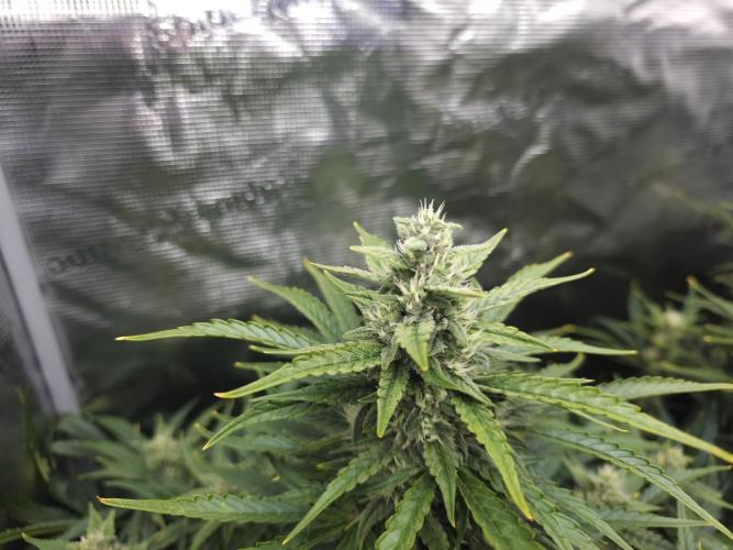 Permanent Jealousy XL auto. Week 9