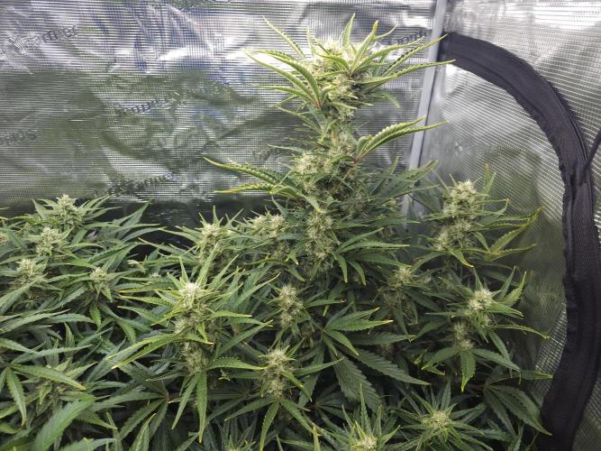 Permanent Jealousy XL auto. Week 9