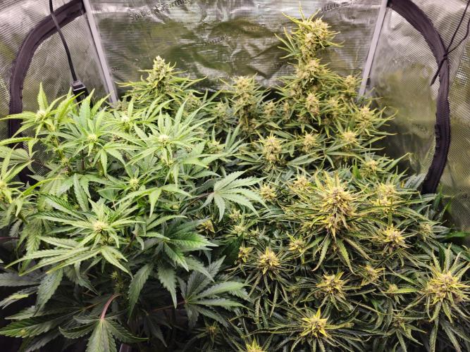 Permanent Jealousy XL auto. Week 10