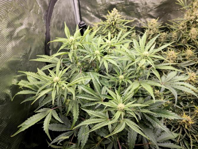 Permanent Jealousy XL auto. Week 10