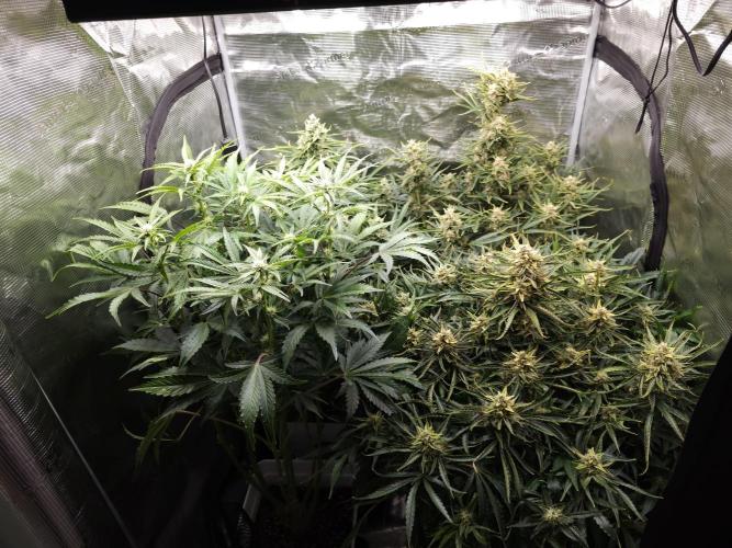 Permanent Jealousy XL auto. Week 10