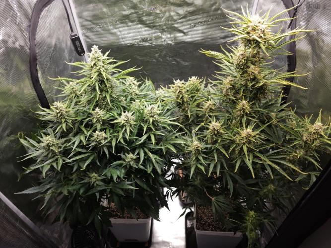 Permanent Jealousy XL auto. Week 10