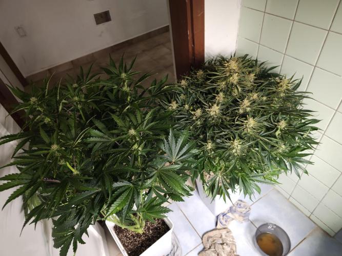 Permanent Jealousy XL auto. Week 10