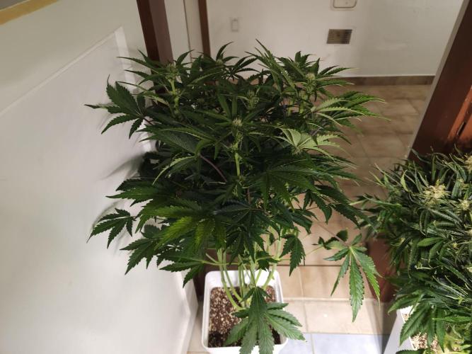 Permanent Jealousy XL auto. Week 10