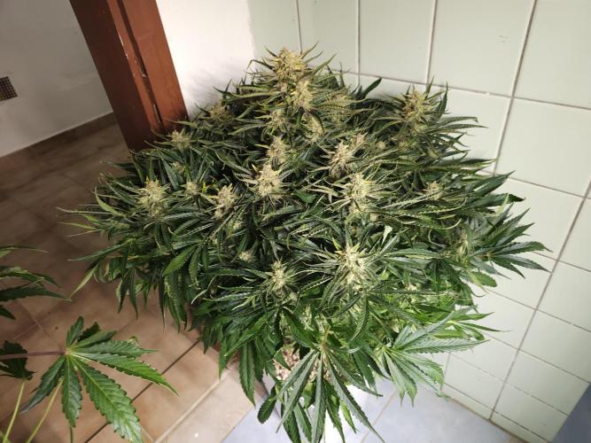 Permanent Jealousy XL auto. Week 10 - Stardust