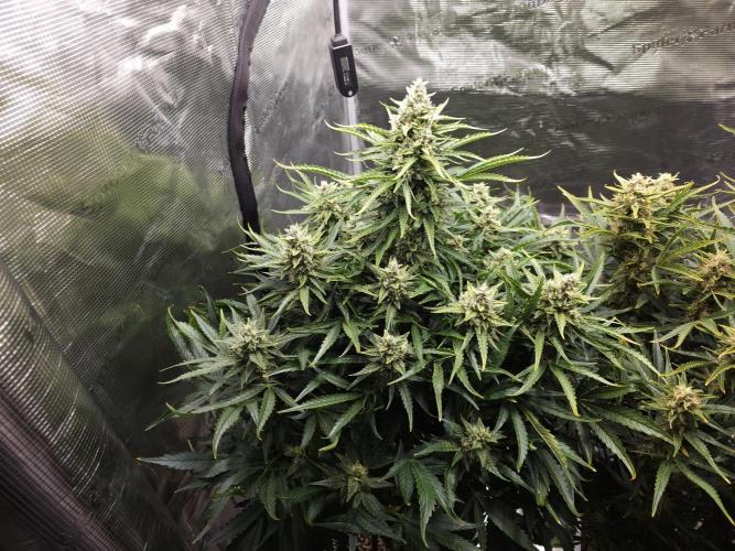Permanent Jealousy XL auto. Week 10
