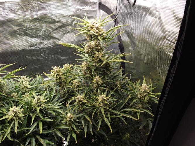 Permanent Jealousy XL auto. Week 10