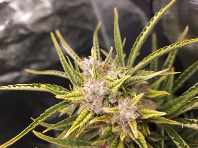 Permanent Jealousy XL auto. Week 10