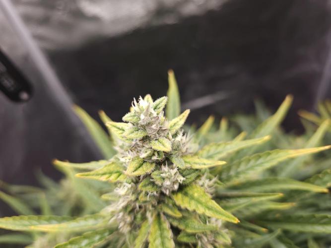 Permanent Jealousy XL auto. Week 10