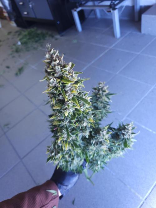 Permanent Jealousy XL auto. Week 11