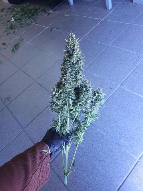 Permanent Jealousy XL auto. Week 11