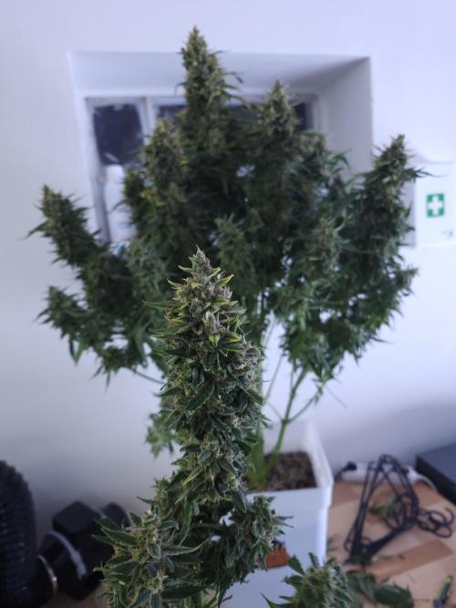 Permanent Jealousy XL auto. Week 11