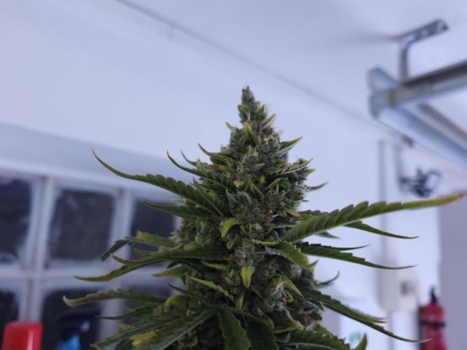 Permanent Jealousy XL auto. Week 11
