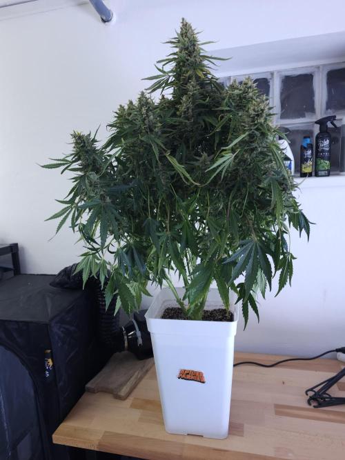 Permanent Jealousy XL auto. Week 11