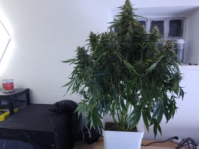Permanent Jealousy XL auto. Week 11