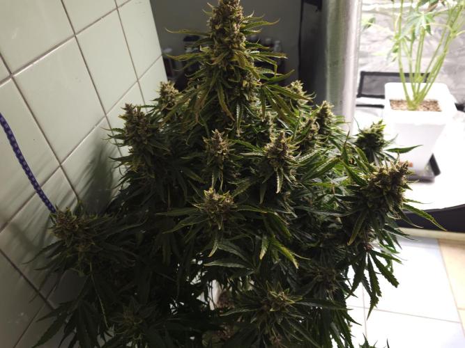 Permanent Jealousy XL auto. Week 11
