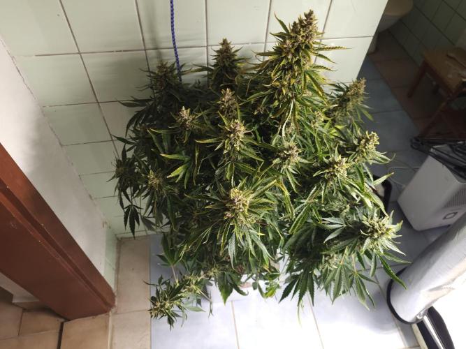 Permanent Jealousy XL auto. Week 11