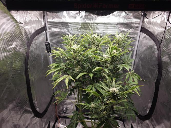 Permanent Jealousy XL auto. Week 11