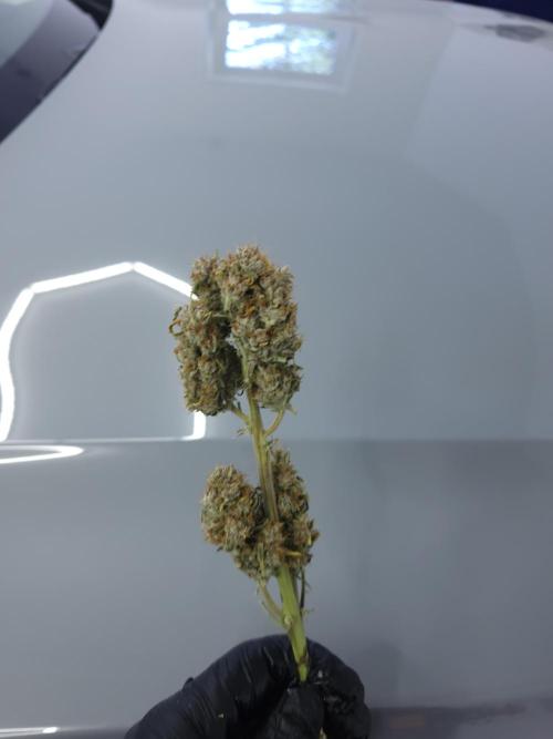 Permanent Jealousy XL auto. Week 11