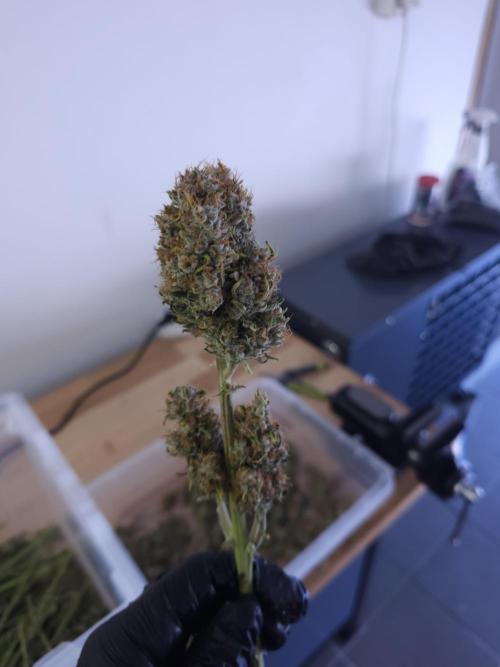 Permanent Jealousy XL auto. Week 11