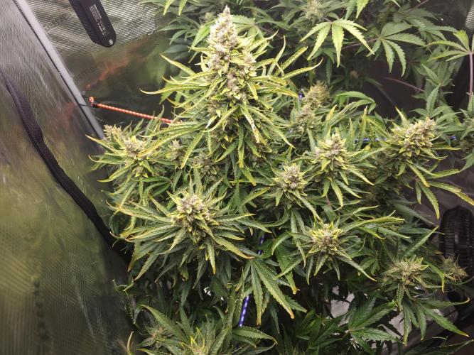 Permanent Jealousy XL auto. Week 11