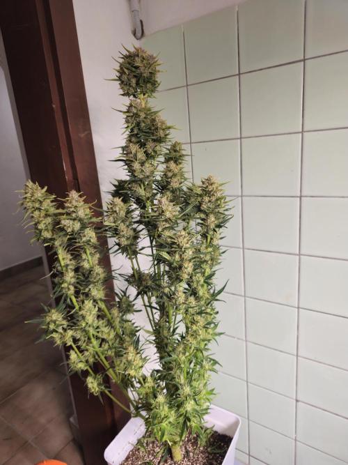 Permanent Jealousy XL auto. Week 11