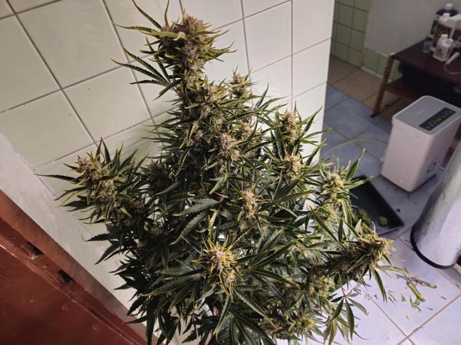 Permanent Jealousy XL auto. Week 11