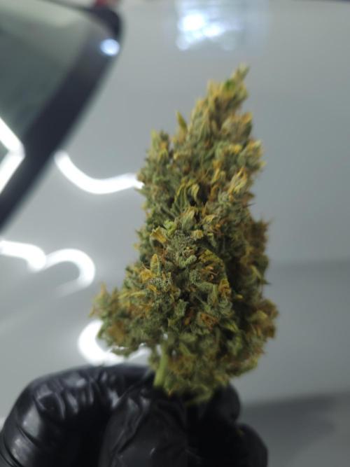 Permanent Jealousy XL auto. Week 11
