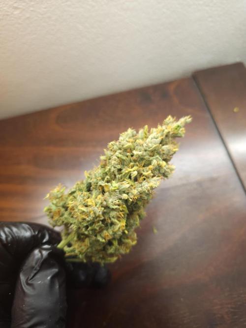 Permanent Jealousy XL auto. Week 11