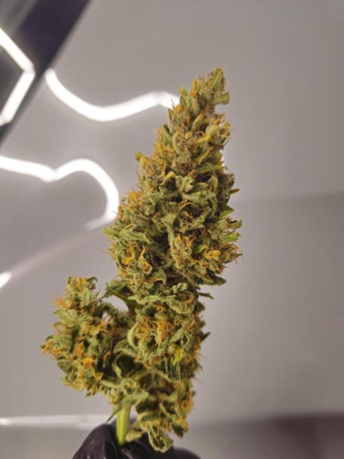 Permanent Jealousy XL auto. Week 11