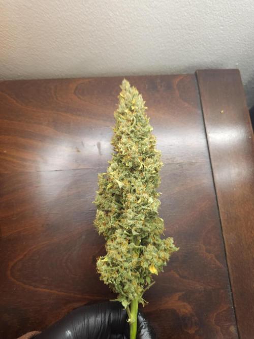Permanent Jealousy XL auto. Week 11