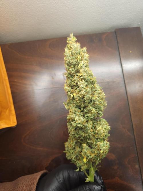 Permanent Jealousy XL auto. Week 11
