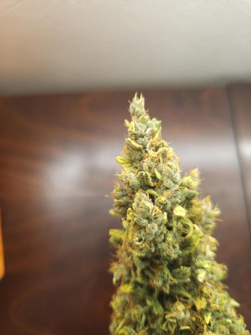 Permanent Jealousy XL auto. Week 11