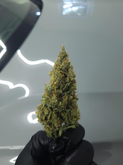 Permanent Jealousy XL auto. Week 11