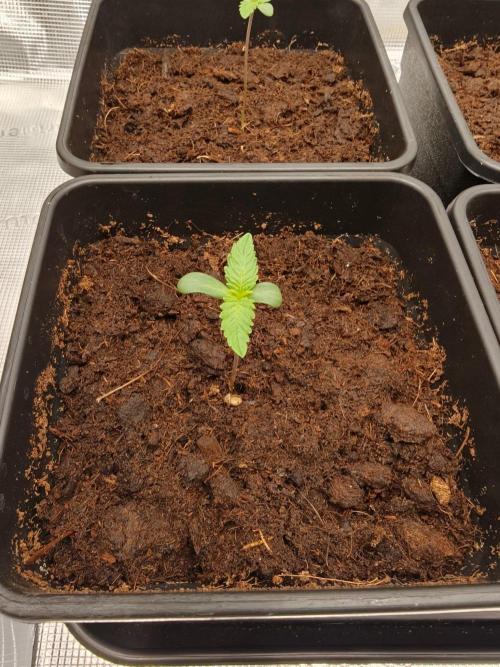 L.S.D.  Barneys farm. Week 1