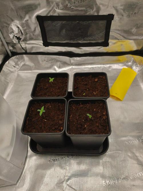 L.S.D.  Barneys farm. Week 1