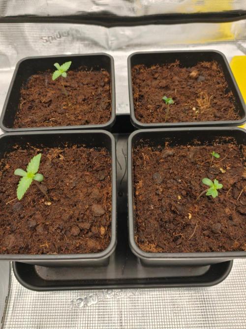 L.S.D.  Barneys farm. Week 1