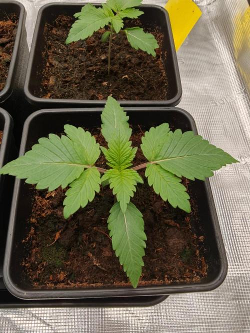 L.S.D.  Barneys farm. Week 2