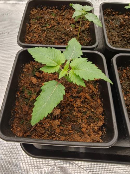 L.S.D.  Barneys farm. Week 2