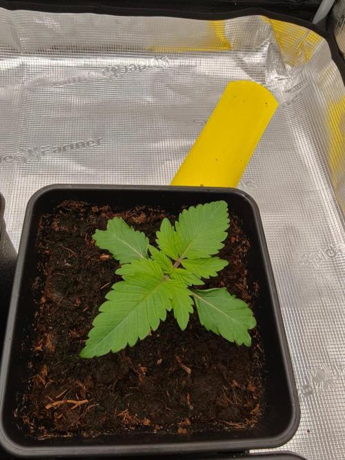 L.S.D.  Barneys farm. Week 2