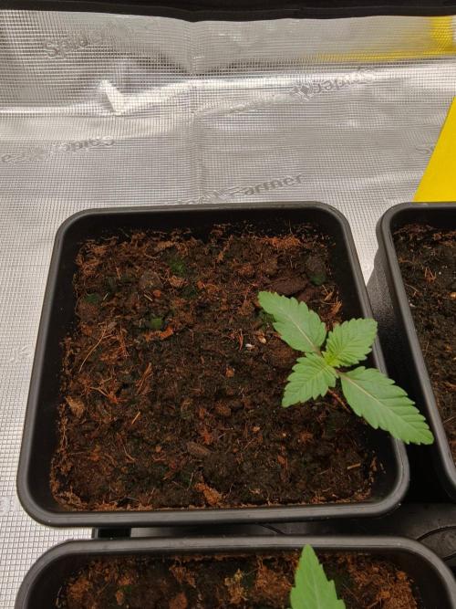 L.S.D.  Barneys farm. Week 2