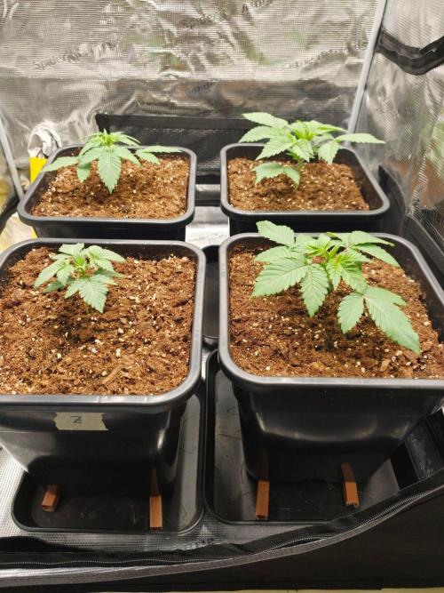 L.S.D.  Barneys farm. Week 3